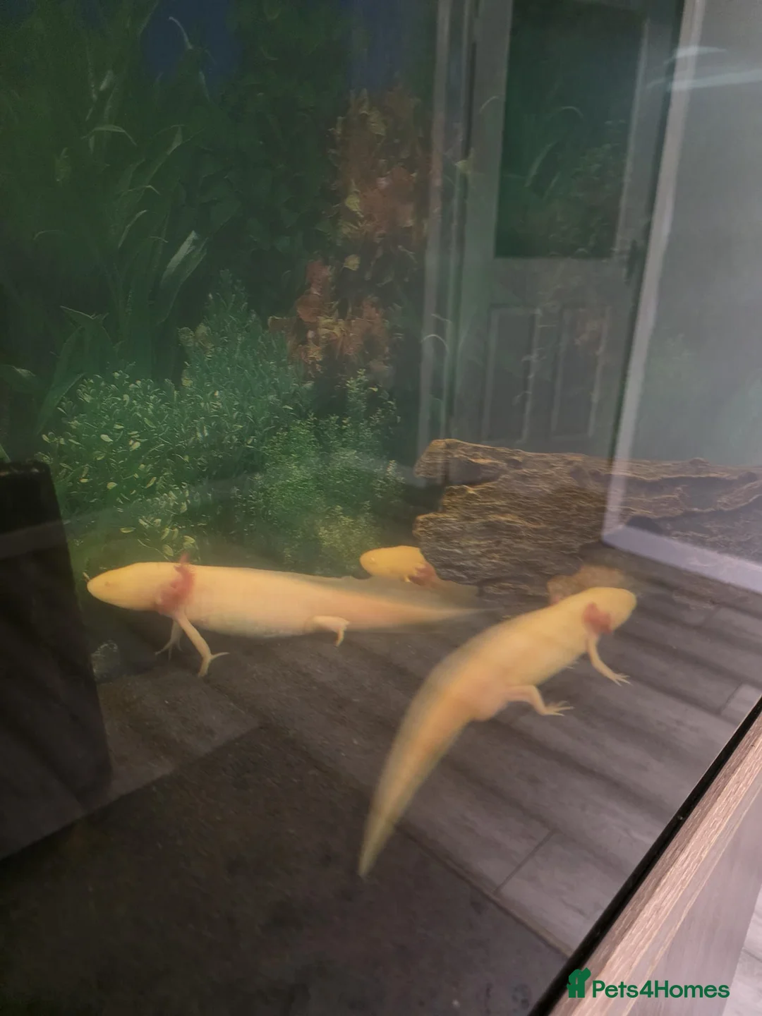 Mixed Breed invertebrates for sale: 5 x axolotls  in Bedlington - Advert 2