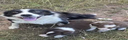 Border Collie dogs for sale: Beautiful border collie pups for sale!  in Abergavenny - Advert 9