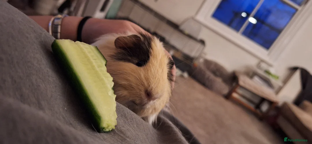 Guinea Pig rodents for sale: Beautiful male Guinea pig - Advert 3