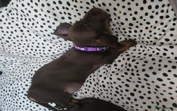 Miniature Dachshund dogs for sale: Minature Dachshund Puppy - Image 10