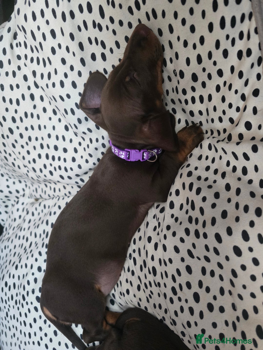 Miniature Dachshund dogs for sale: Minature Dachshund Puppy - Image 10
