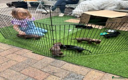 Miniature Dachshund dogs for sale: Miniature dachshund puppies, family bred - Image 13