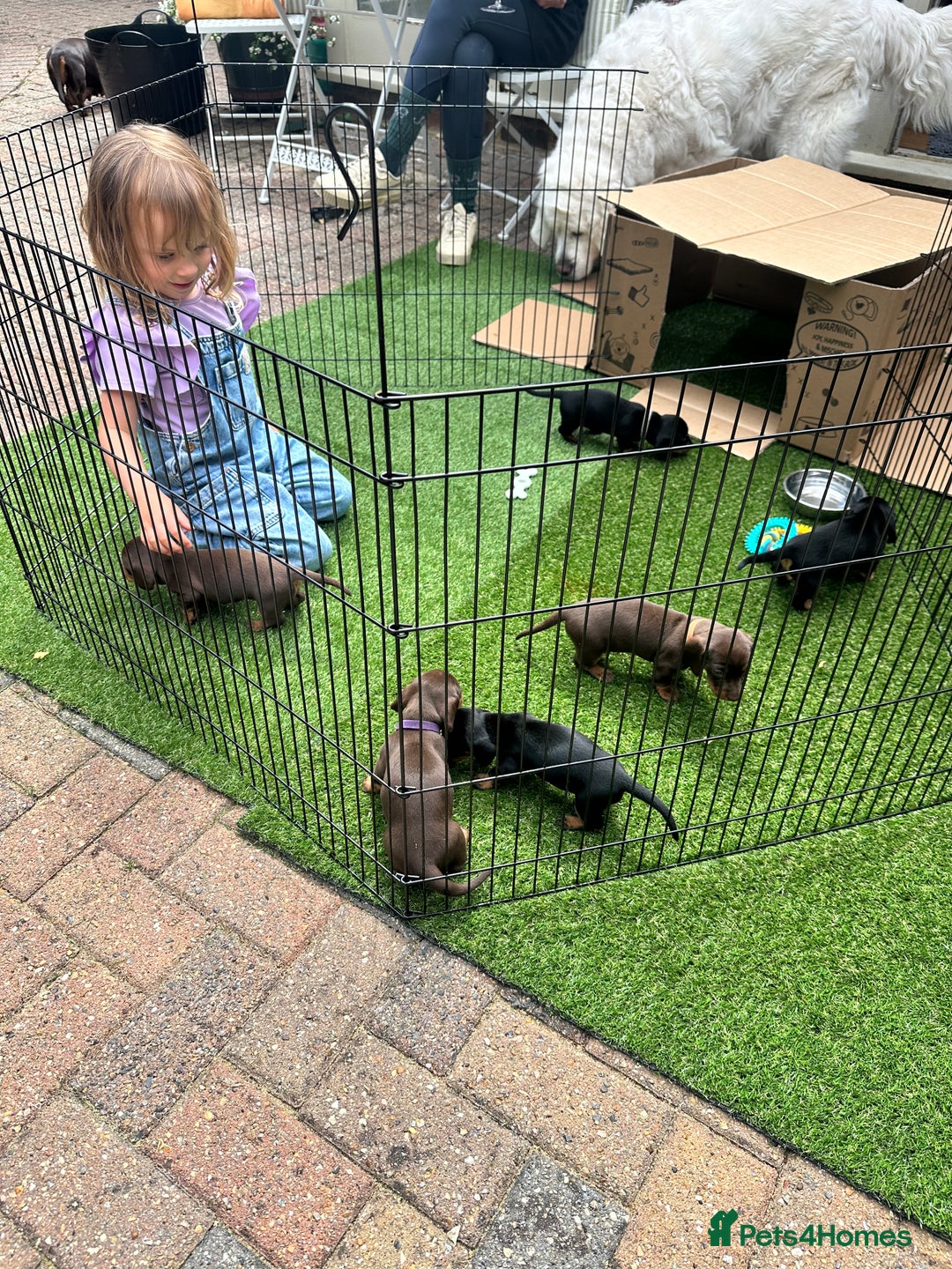 Miniature Dachshund dogs for sale: Miniature dachshund puppies, family bred - Image 13