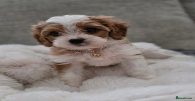 Cavapoo dogs - Advert 6