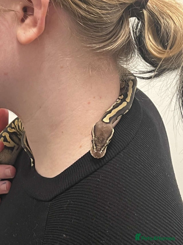 Phantom type ball python for sale in Mansfield | Pets4Homes