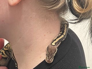 Python Snake reptiles - Advert 23