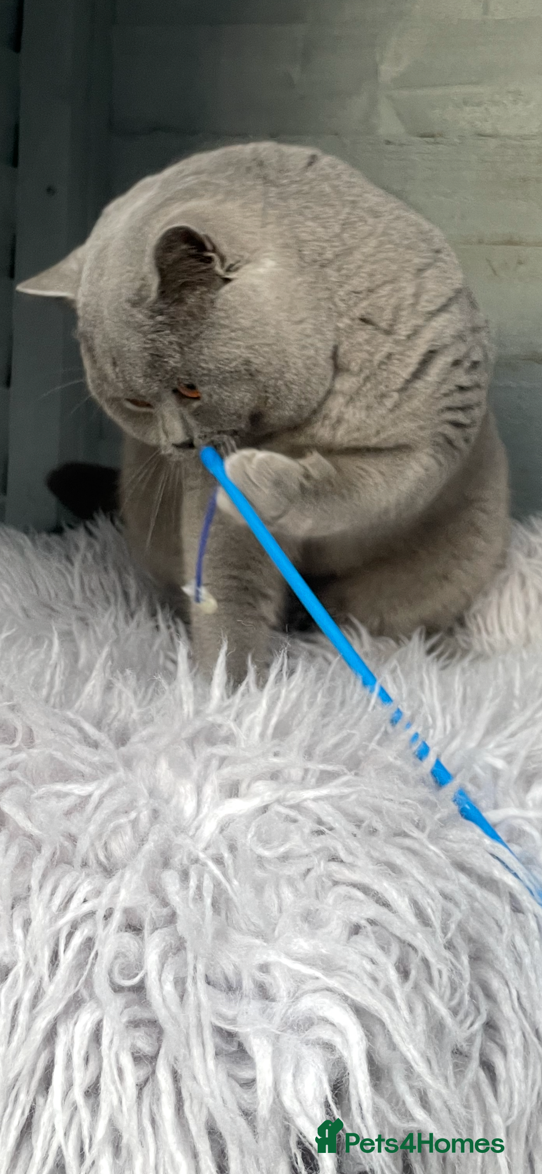 British Shorthair cats for sale: 💗🩵 GCCF LILAC. FEMALE KITTENS READY FEB  - Advert 5