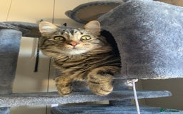 Mixed Breed cats for sale: Beautiful boy seeking forever home  - Image 2