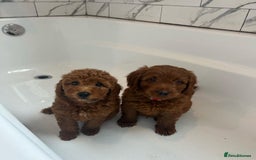 Goldendoodle dogs for sale: Beautiful GoldenDoodle Puppies Ready This Weekend! - Image 16