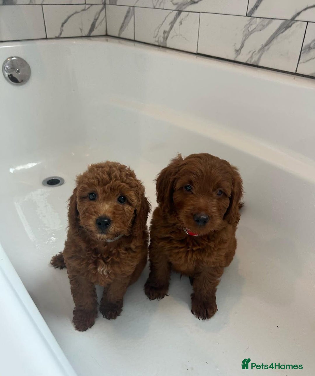 Goldendoodle dogs for sale: Beautiful GoldenDoodle Puppies Ready This Weekend! - Image 16