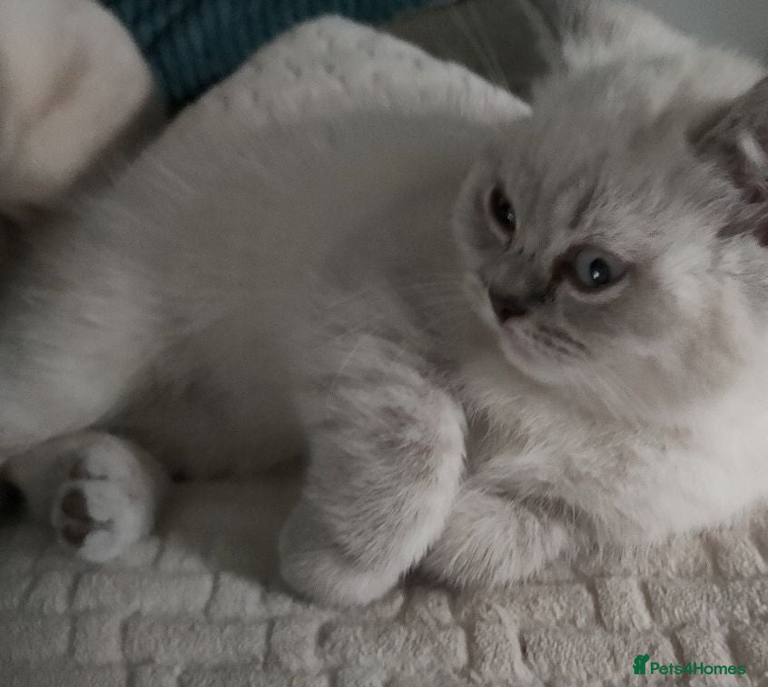 British Shorthair cats 2 rare Colour point British Shorthair kittens  - Advert 15