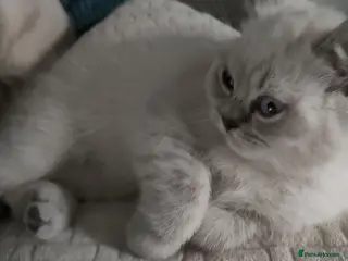 British Shorthair cats 2 rare Colour point British Shorthair kittens - Advert 15