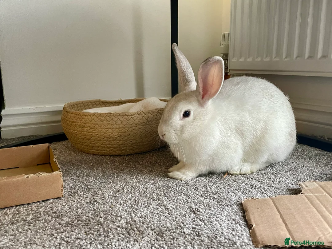 Mixed Breed rabbits for sale: 2 female rabbits complete with cage set up in Stafford - Advert 6