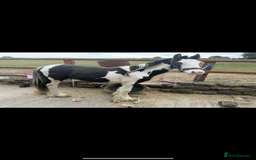 Irish Cob horses for sale: beautiful bingo 😍 - Image 2