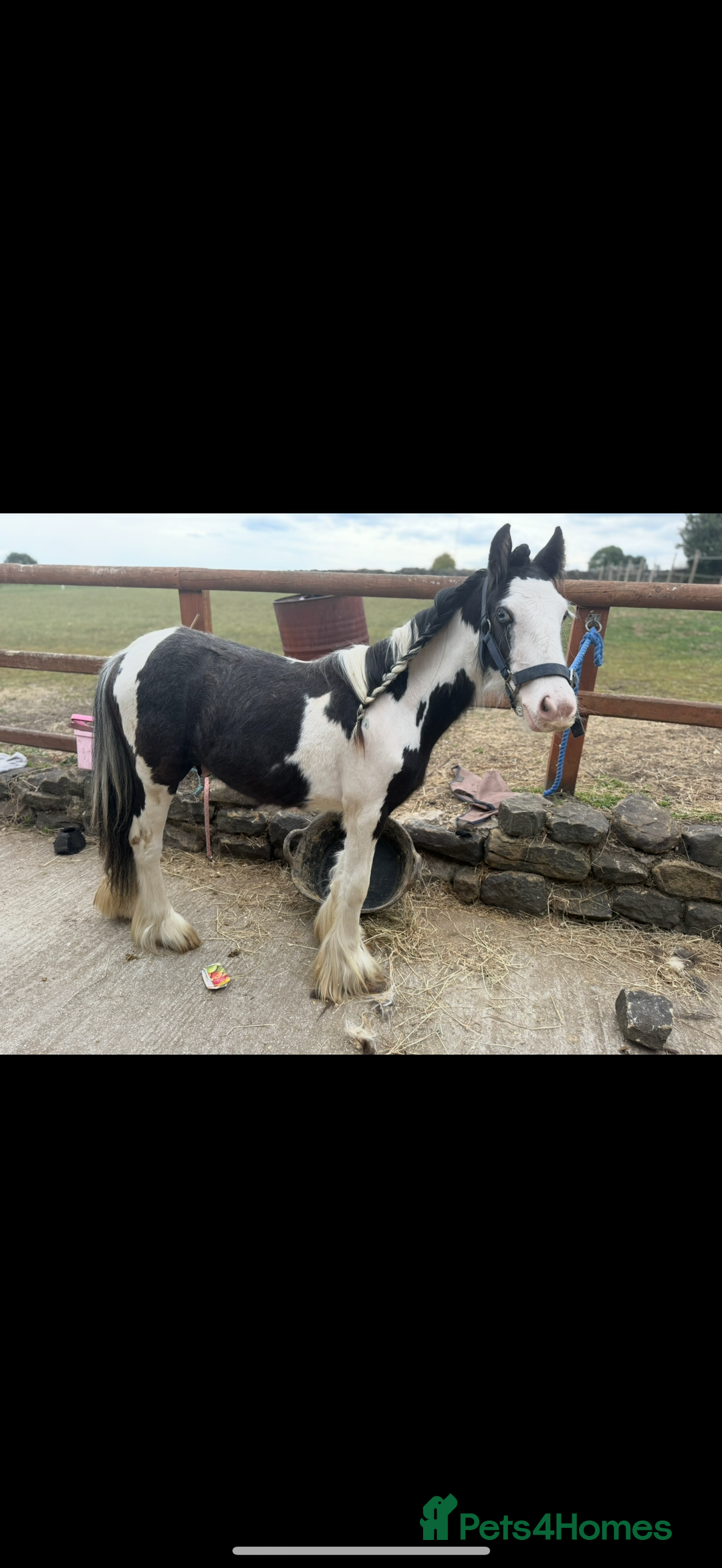 Irish Cob horses for sale: beautiful bingo 😍 - Image 2