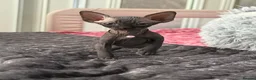 Sphynx cats for sale: !🌺🫶 Ready NOW!! - Advert 14