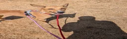 Mixed Breed dogs for adoption: Nona seeks forever home  - Advert 3