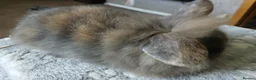 Mini Lion Lop rabbits for sale: Stunning DM Lion lop baby rabbits  - Advert 3