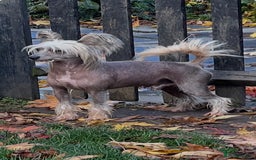 Chinese Crested dogs for stud: Chinese crested stud dog  - Advert 1