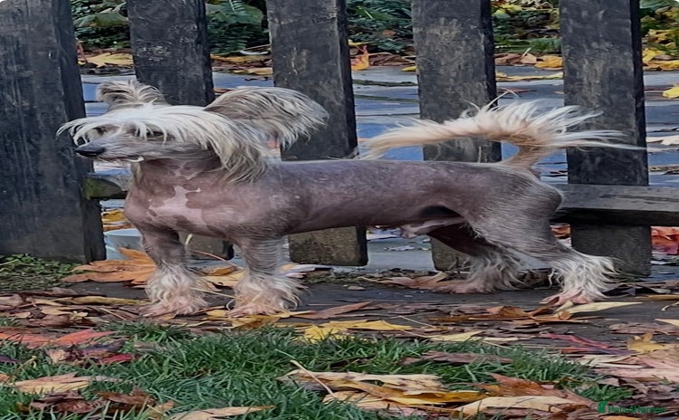 Chinese Crested dogs Chinese crested stud dog  - Advert 1