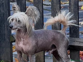 Chinese Crested dogs Chinese crested stud dog - Advert 2