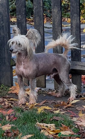 Chinese Crested dogs Chinese crested stud dog - Advert 1