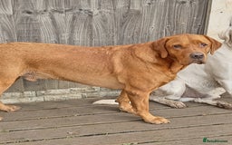 Labrador Retriever dogs for sale: Percy  - Image 1