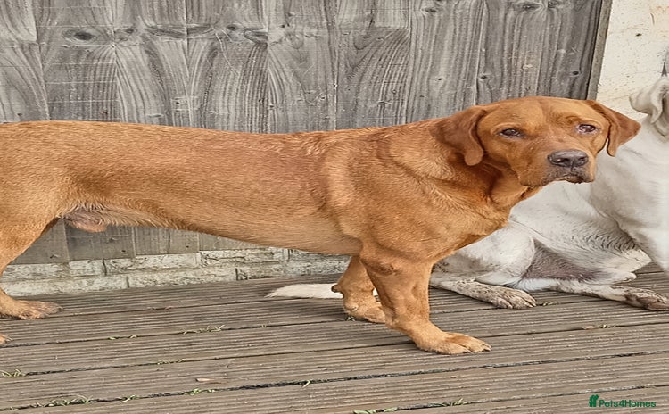 Labrador Retriever dogs - Advert 1