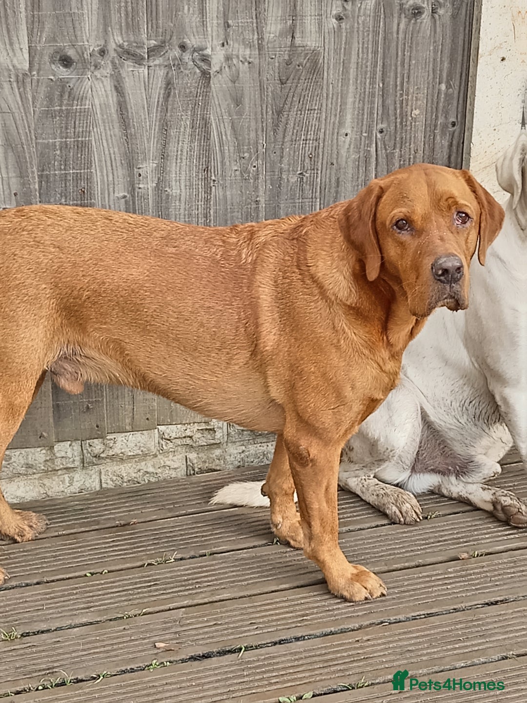 Labrador Retriever dogs for sale: Percy  - Image 1