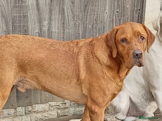 Labrador Retriever dogs - Advert 1