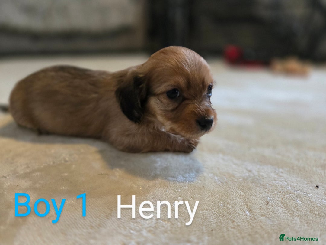 Chiweenie dogs for sale: Chweenies for sale  - Image 5