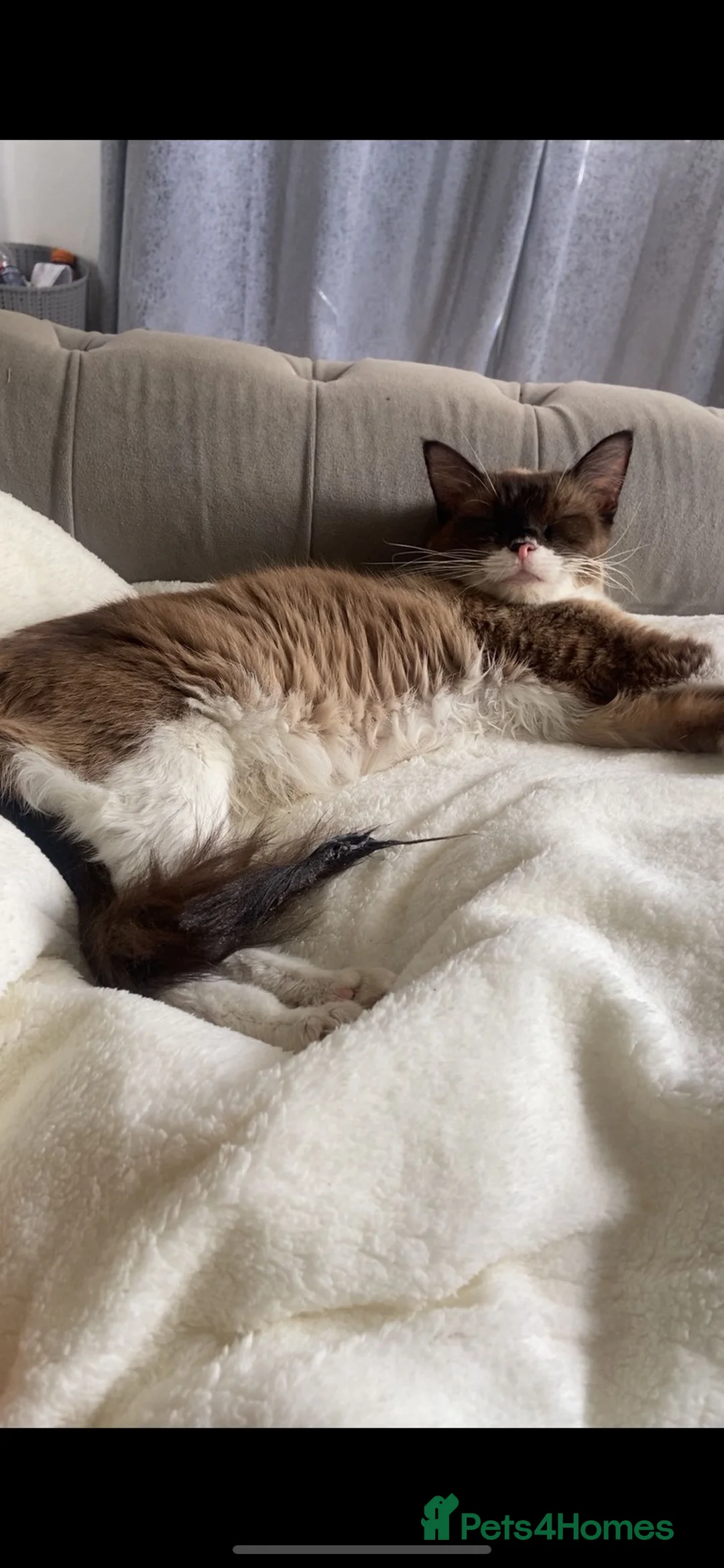 Mixed Breed cats for sale: Ragdoll X in Falkirk - Advert 7