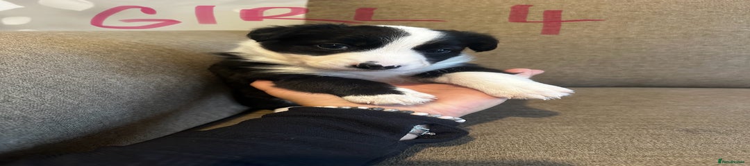Border Collie Puppy 6