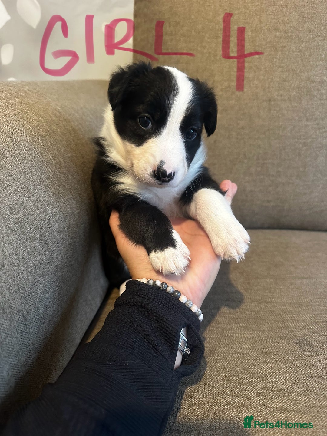 Border Collie dogs for sale: Border Collie puppies for sale - Image 11