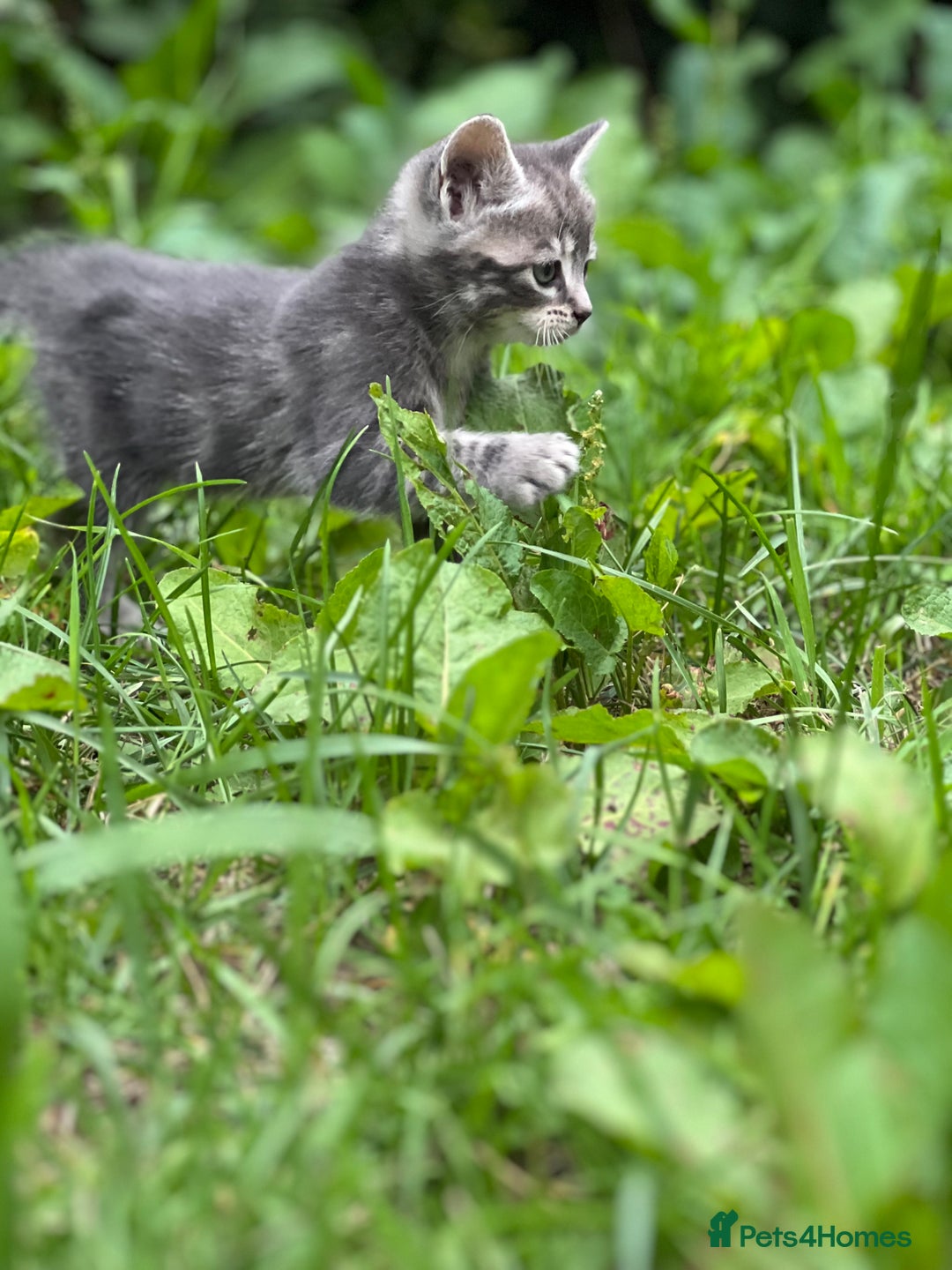 Mixed Breed cats for sale: Four Little Pawsomes Looking for Forever Homes!  - Image 18