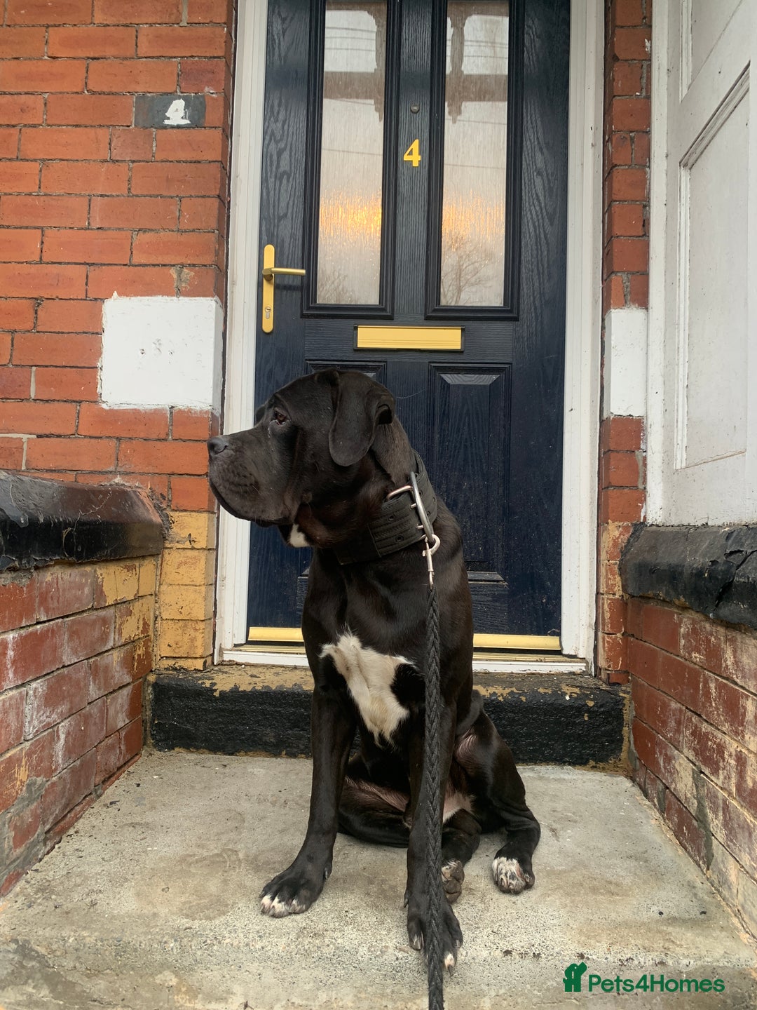 Cane Corso dogs for sale: PURE CANE CORSO MALE - Advert 7