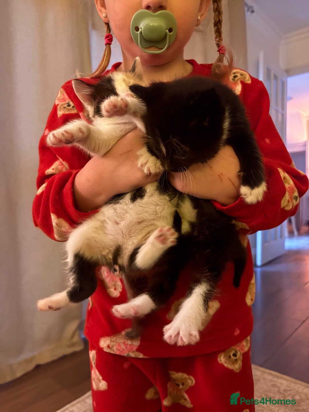 British Shorthair cats for sale: Beautiful kittens 3 girls 1 boy  - Advert 11