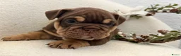 English Bulldog dogs for sale: Stunning English Bulldog Puppies 💖 - Advert 23