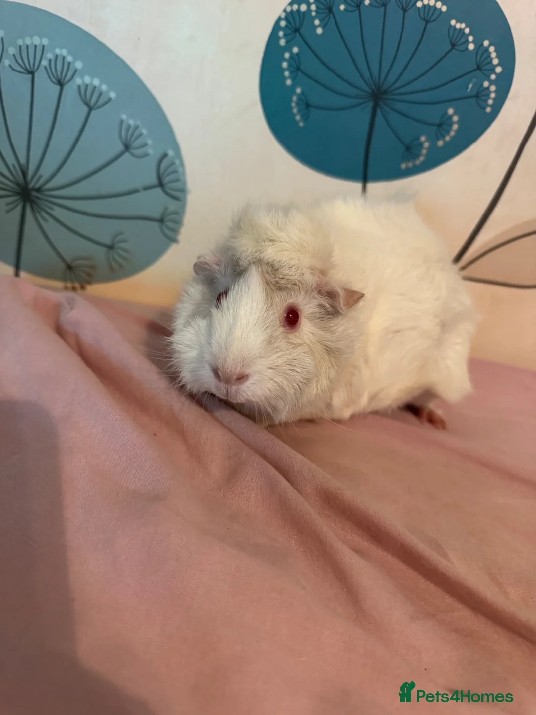 Guinea Pig rodents for sale: Albino funky female  - Advert 3