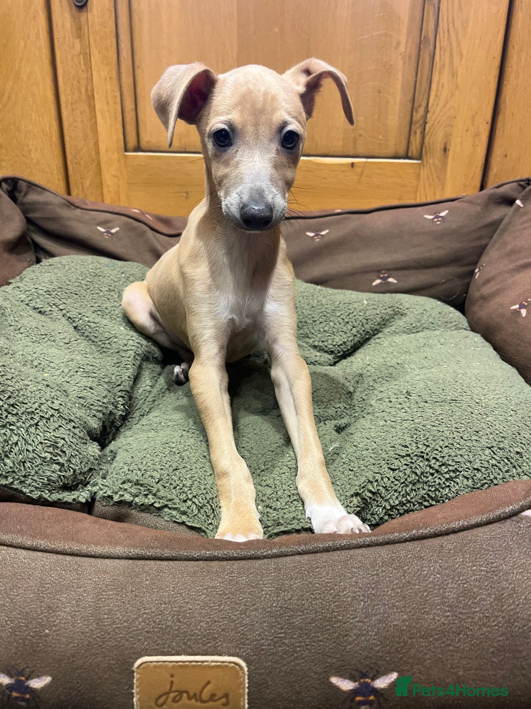Italian Greyhound dogs for sale: Italian greyhound puppies  - Advert 13