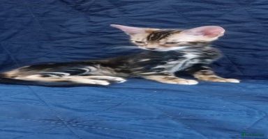 Bengal cats - Advert 3