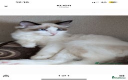 Ragdoll cats for sale: Skye!  - Image 1