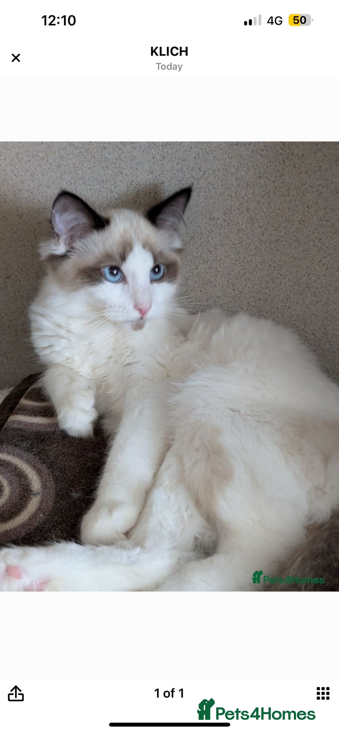 Ragdoll cats for sale: Skye!  - Image 1