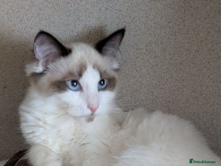 Ragdoll cats for sale - Advert 1