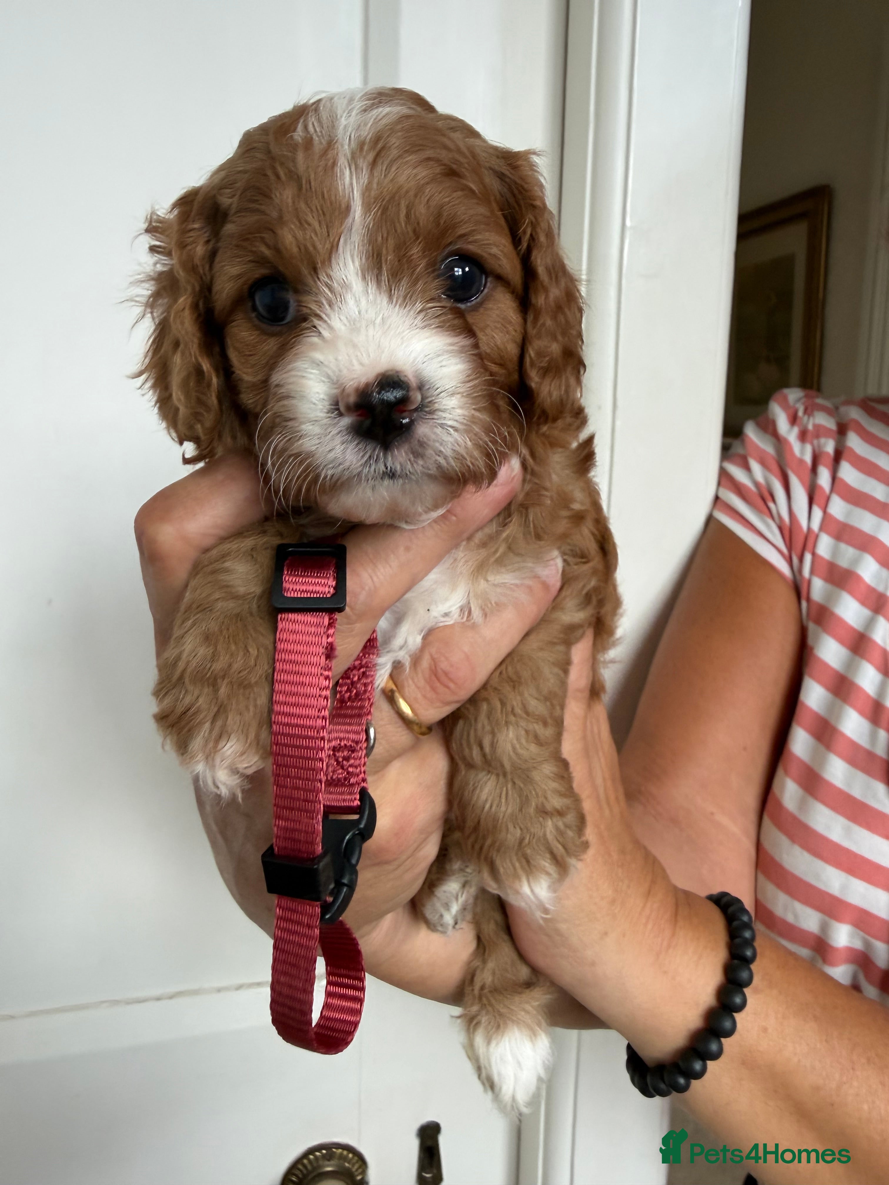 Cavapoo dogs Beautiful Litter of F1 Red Cavapoos Health Tested - Advert 2