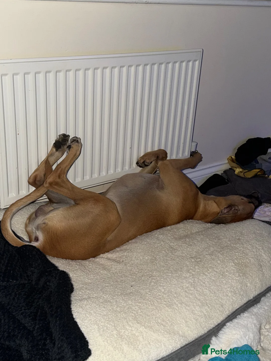 Lurcher dogs for sale: Simba looking for good home - Advert 2