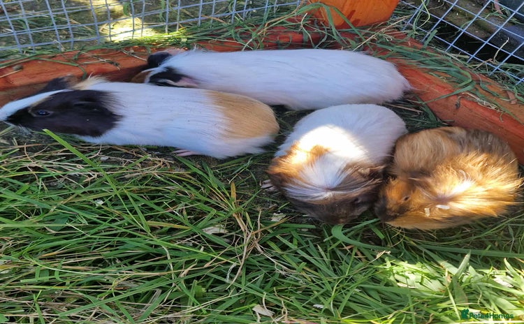 Guinea Pig rodents - Advert 1