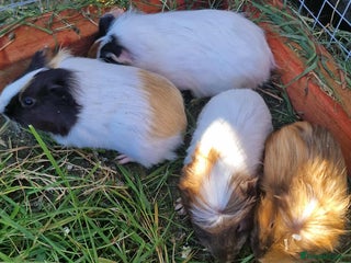 Guinea Pig rodents - Advert 9