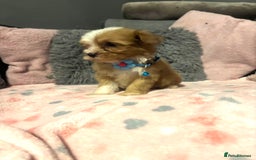 Mixed Breed dogs for sale: Lhasa apso x chorkie  - Image 9