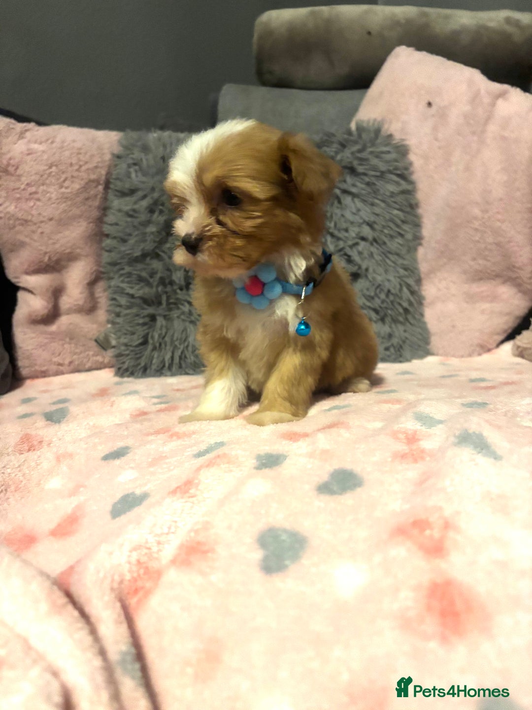 Mixed Breed dogs for sale: Lhasa apso x chorkie  - Image 9